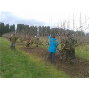 Pruning Fruit Workshop 5th February 2026